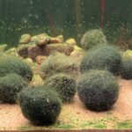 meie oma marimo vetikas_teematuur Jääaja Keskuses
