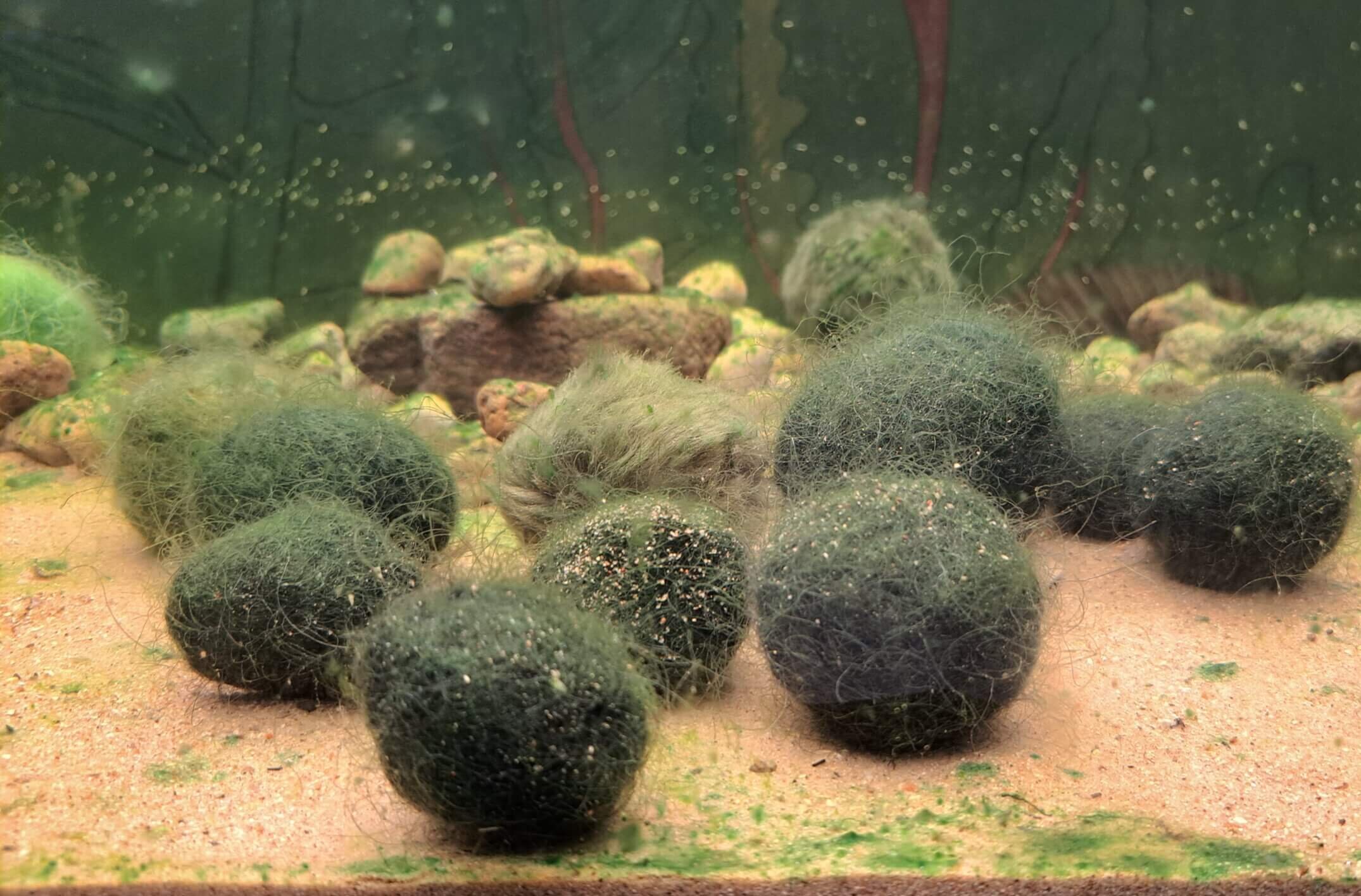 meie oma marimo vetikas_teematuur Jääaja Keskuses